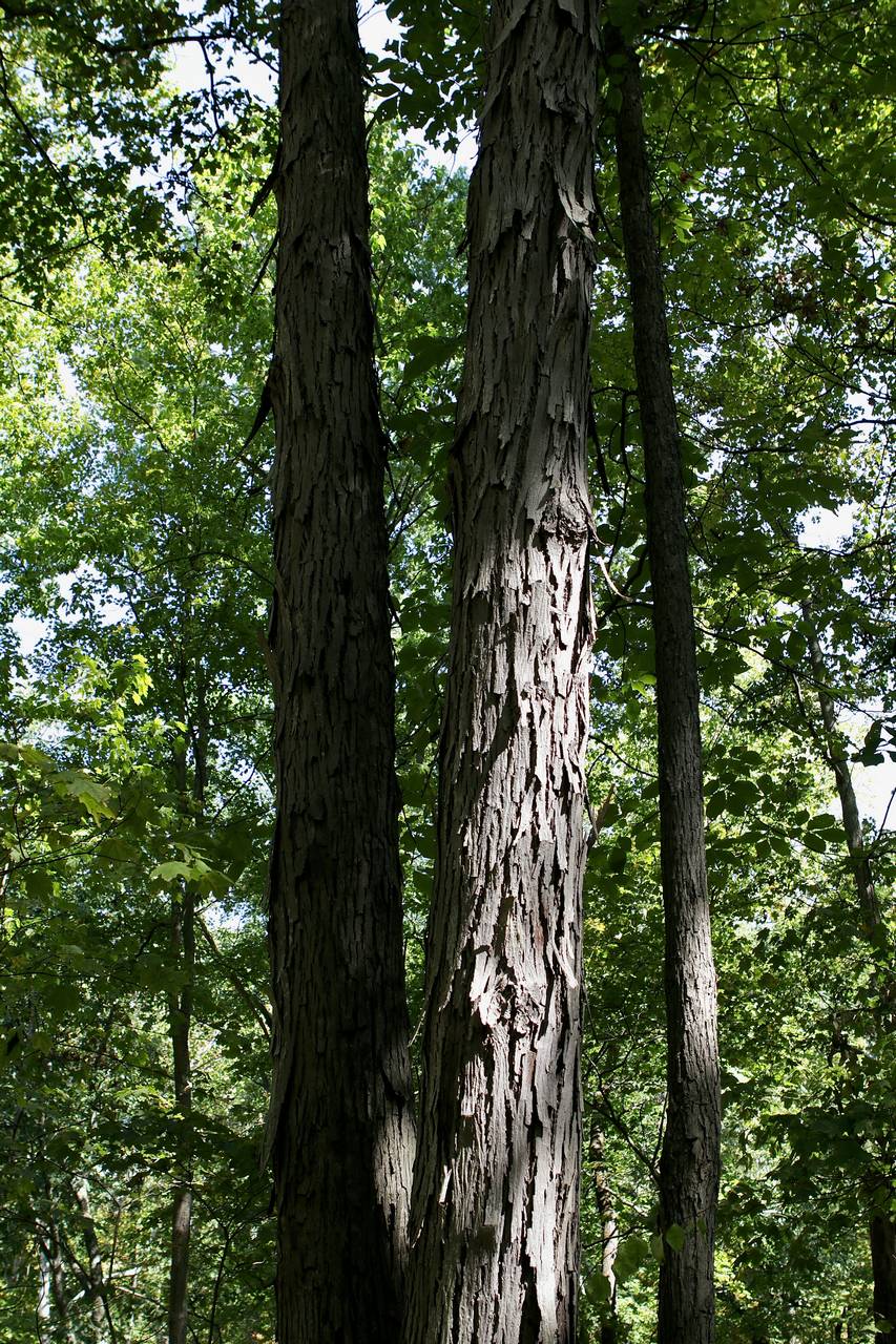 Photo of Laney's Hickory